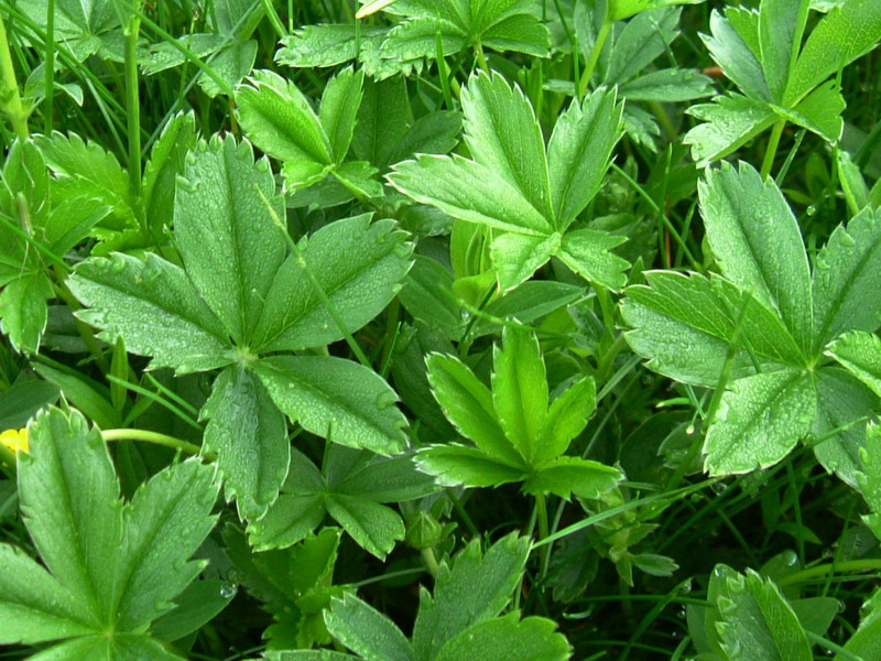 Potentilla crantzii